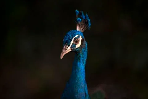 The blue feathered crown  Stock Photos