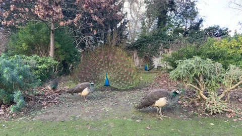 Blue feathered peacock Stock Footage 169963115