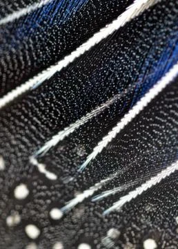 Blue feathers on a bird Stock Photos