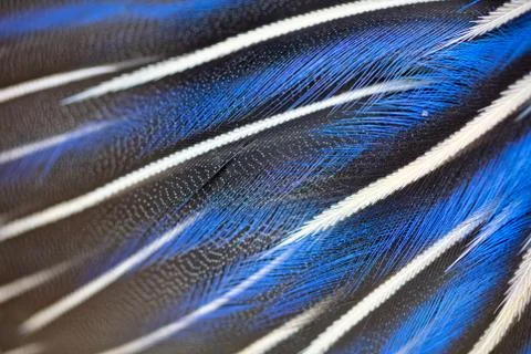 Blue feathers on a bird Stock Photos