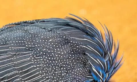 Blue feathers on a bird Stock Photos