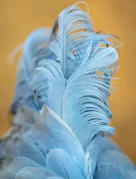 Blue feathers on a bird Stock Photos
