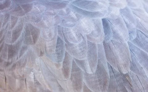 Blue feathers on a bird Stock Photos