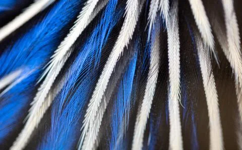 Blue feathers on a bird Stock Photos