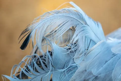 Blue feathers on a bird Stock Photos