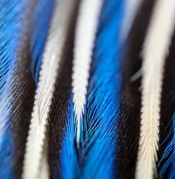 Blue feathers on a bird Stock Photos