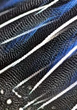 Blue feathers on a bird Stock Photos