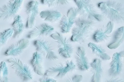 Blue feathers on blue background, ,light blue texture Stock Photos