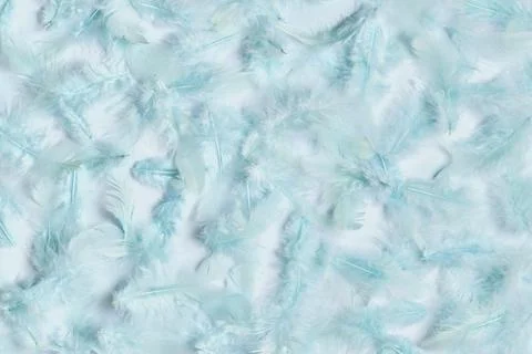 Blue feathers on blue background, ,light blue texture Stock Photos