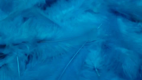 Blue feathers 스톡 동영상 233768602