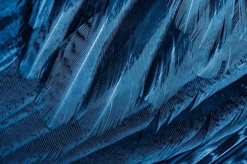Blue feathers with an interesting pattern. background Stock Photos