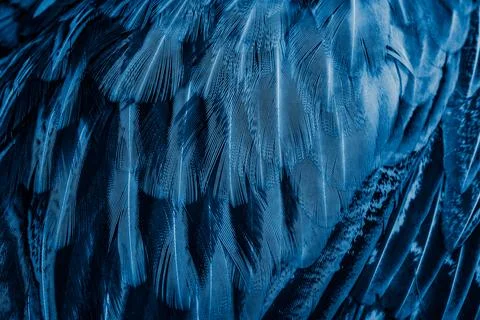 Blue feathers with an interesting pattern. background Stock Photos