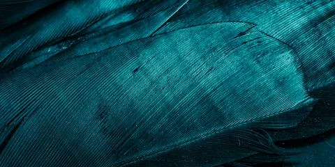 Blue feathers with visible texture Stock Photos