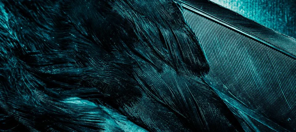 Blue feathers with visible texture Stock Photos