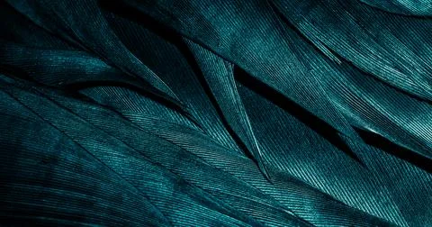 Blue feathers with visible texture Stock Photos