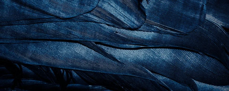 Blue feathers with visible texture Stock Photos