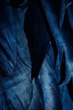 Blue feathers with visible texture Stock Photos