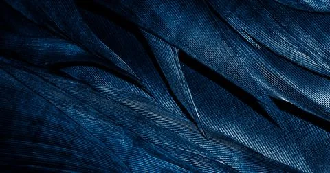 Blue feathers with visible texture Stock Photos