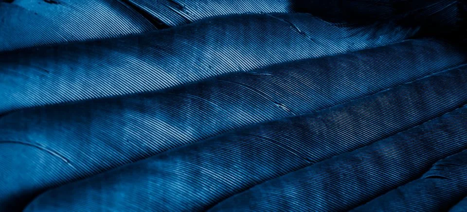 Blue feathers with visible texture Stock Photos