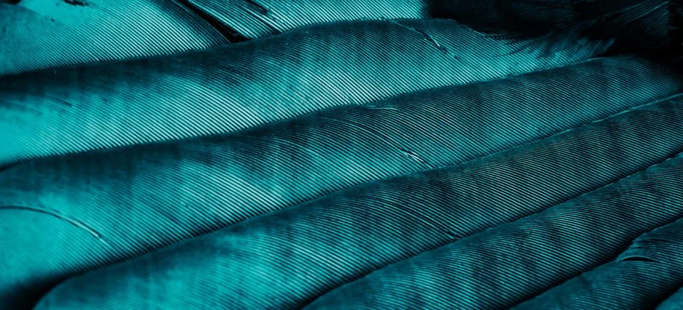 Blue feathers with visible texture Stock Photos