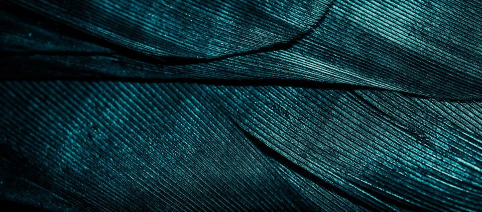 Blue feathers with visible texture Stock Photos