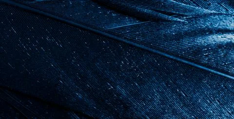 Blue feathers with visible texture Stock Photos