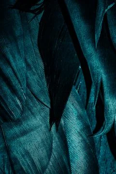 Blue feathers with visible texture Stock Photos