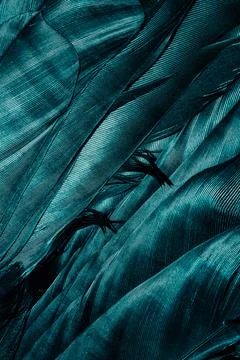 Blue feathers with visible texture Stock Photos