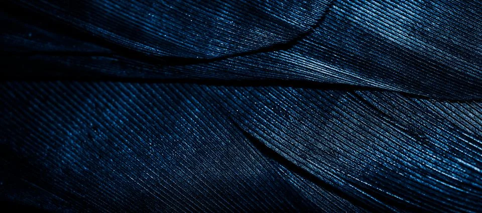 Blue feathers with visible texture Stock Photos