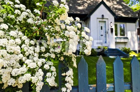 Blue fence with white flowers Stock Photos
