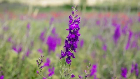 Blue field flower Stock Footage 131382987