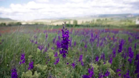 Blue field flower1 Stock Footage 131382953