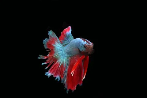 Blue fighting fish. Stock Photos