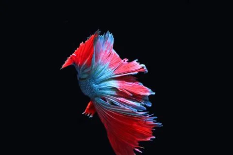 Blue fighting fish. Stock Photos