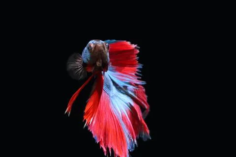 Blue fighting fish. 스톡 사진