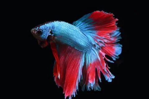 Blue fighting fish. Stock Photos