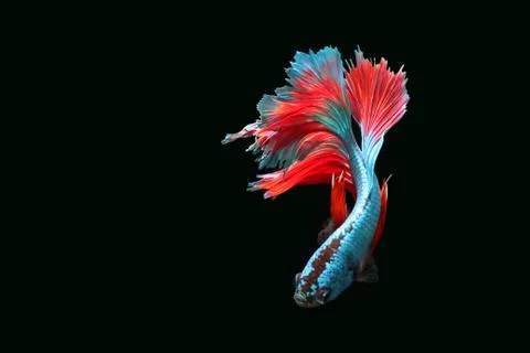 Blue fighting fish. Stock Photos