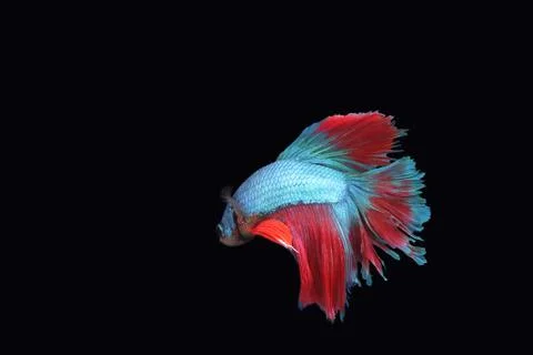 Blue fighting fish. 스톡 사진