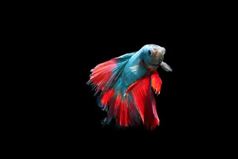 Blue fighting fish. Stock-Fotos