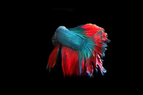 Blue fighting fish. 스톡 사진