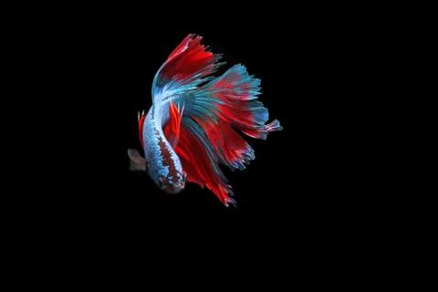 Blue fighting fish. Stock Photos