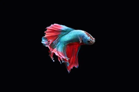 Blue fighting fish. 스톡 사진