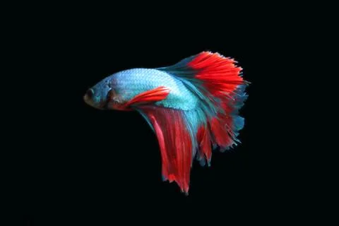 Blue fighting fish. Stock Photos