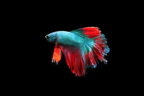 Blue fighting fish. Stock-Fotos