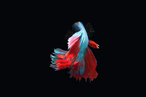 Blue fighting fish. Stock-Fotos