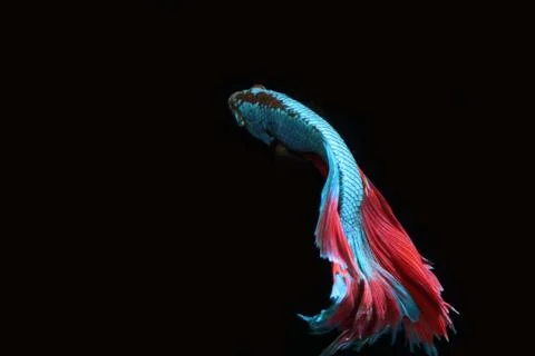 Blue fighting fish. Foto stock