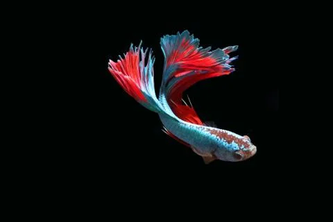 Blue fighting fish. Stock-Fotos