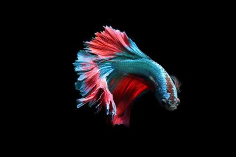 Blue fighting fish Stock Photos