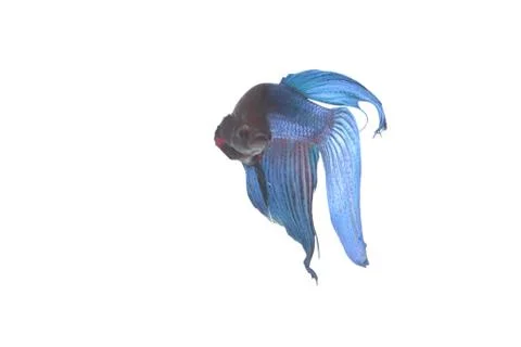 Blue Fighting fish. Stock Photos