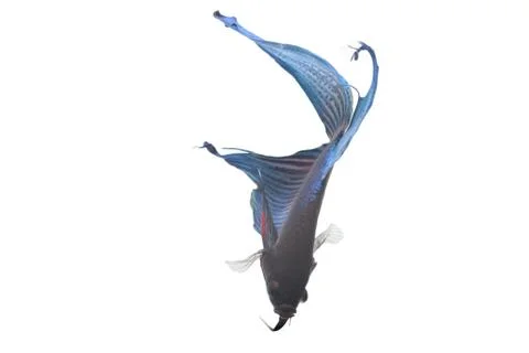 Blue Fighting fish. Stock-Fotos